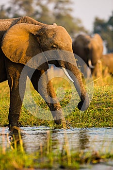 Elephants in NP Lower Zambezi and Mana Pools in Zambia and Zimbabwe