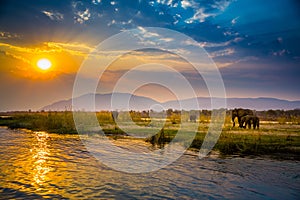 Elephants in NP Lower Zambezi and Mana Pools - Zambia, Zimbabwe