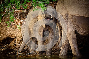 Elephants in NP Lower Zambezi and Mana Pools - Zambia, Zimbabwe