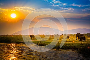 Elephants in NP Lower Zambezi and Mana Pools - Zambia, Zimbabwe