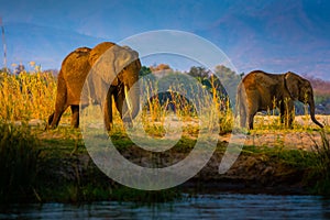 Elephants in NP Lower Zambezi and Mana Pools - Zambia, Zimbabwe