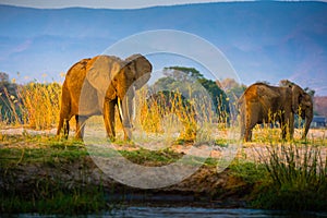 Elephants in NP Lower Zambezi and Mana Pools - Zambia, Zimbabwe