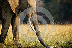 Elephants in NP Lower Zambezi - Zambia