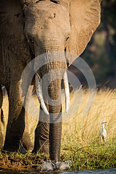 Elephants in NP Lower Zambezi - Zambia