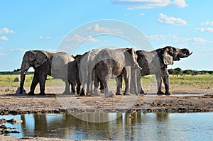 Elephants from Nxai pan in Botswana