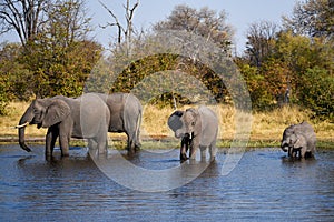 Elephants at Okavango Delta