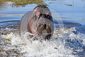 Elephants at Okavango Delta