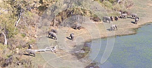 Elephants in the Okavango delta Botswana