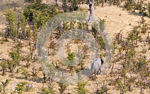 Elephants in the Okavango delta Botswana