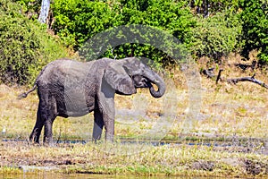 Elephants in the Okavango Delta