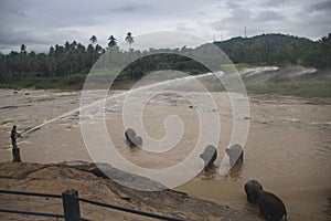 Elephants in an orphenage in Sri Lanka