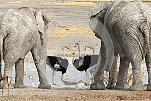 Elephants and Ostrich