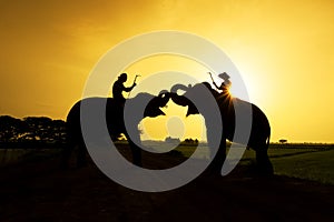 Elephants and people raising in the fields