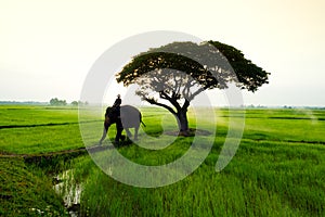 Elephants and people raising in the fields