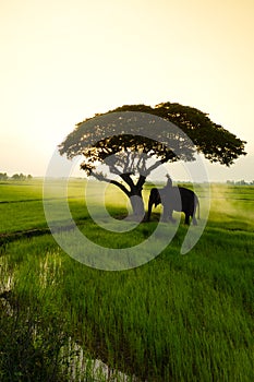 Elephants and people raising in the fields
