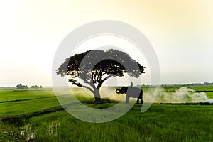 Elephants and people raising in the fields