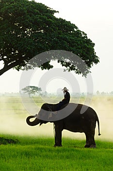 Elephants and people raising in the fields