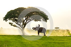 Elephants and people raising in the fields