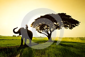 Elephants and people raising in the fields