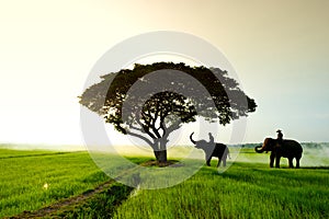 Elephants and people raising in the fields