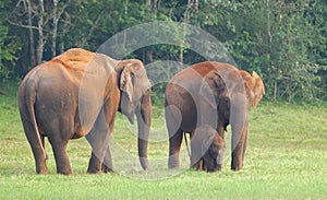 Elephants in Periyar National Park