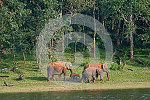 Elephants in Periyar National Park