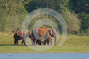 Elephants in Periyar National Park photo