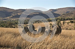 Elephants at Pilanesberg National Park