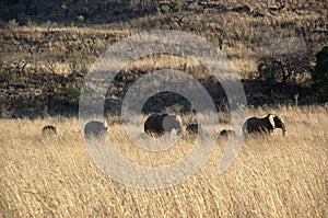 Elephants at Pilanesberg National Park