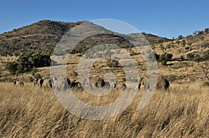 Elephants at Pilanesberg National Park