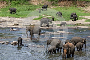 Elephants from the Pinnawala Elephant Orphanage.