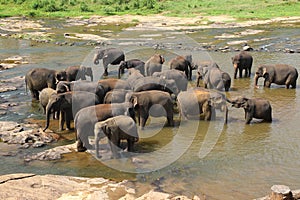 Elephants of Pinnawala elephant orphanage is bathing