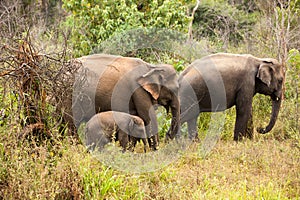 Elephants of Pinnawala elephant orphanage bathing