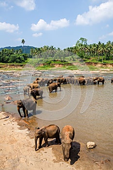 Elephants of Pinnawala elephant orphanage bathing in river