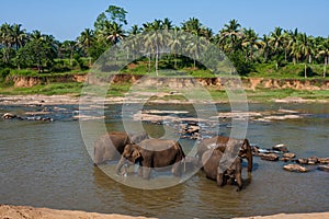 Elephants of Pinnawala elephant orphanage bathing in river photo