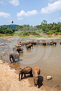 Elephants of Pinnawala elephant orphanage bathing in river photo