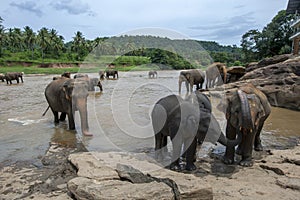 Elephants from the Pinnawala Elephant Orphanage (Pinnewala) bath in the Maha Oya River in central Sri Lanka.