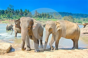 Elephants At Pinnawala Elephant Orphanage, Sri Lanka