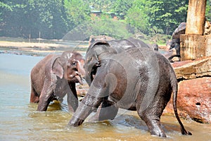 Elephants At Pinnawala Elephant Orphanage, Sri Lanka