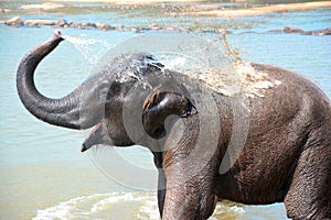 Elephants At Pinnawala Elephant Orphanage, Sri Lanka