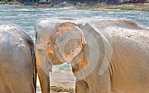 Elephants At Pinnawala Elephant Orphanage, Sri Lanka