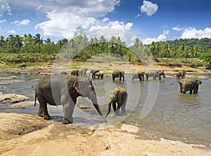 Elephants at Pinnawala orphanage, Sri Lanka