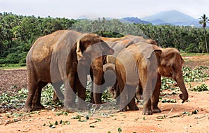 Elephants of Pinnawela photo