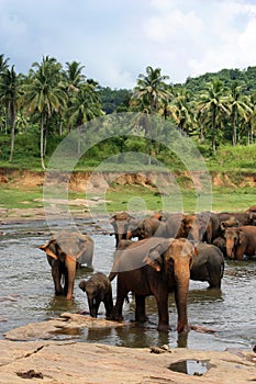 Elephants of Pinnawela photo