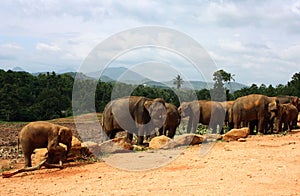 Elephants of Pinnawela photo