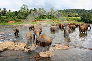 Elephants of Pinnawela
