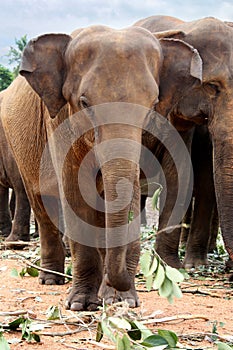 Elephants of Pinnawela photo