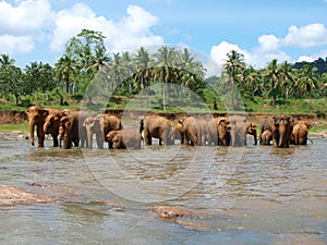 Elephants in The Pinnawela Elephant Orphanage