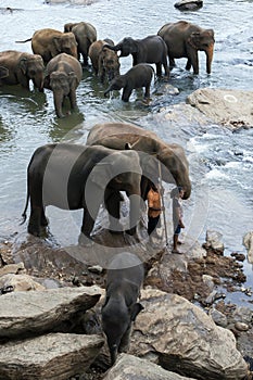 Elephants from the Pinnawala Elephant Orphanage (Pinnewala) relax on the bank of the Maha Oya River in Sri Lanka.