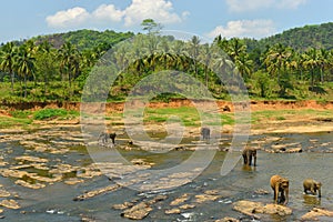 Elephants with her offspring in Pinnawela elephant orphanage, playing in the river, Sri Lanka photo